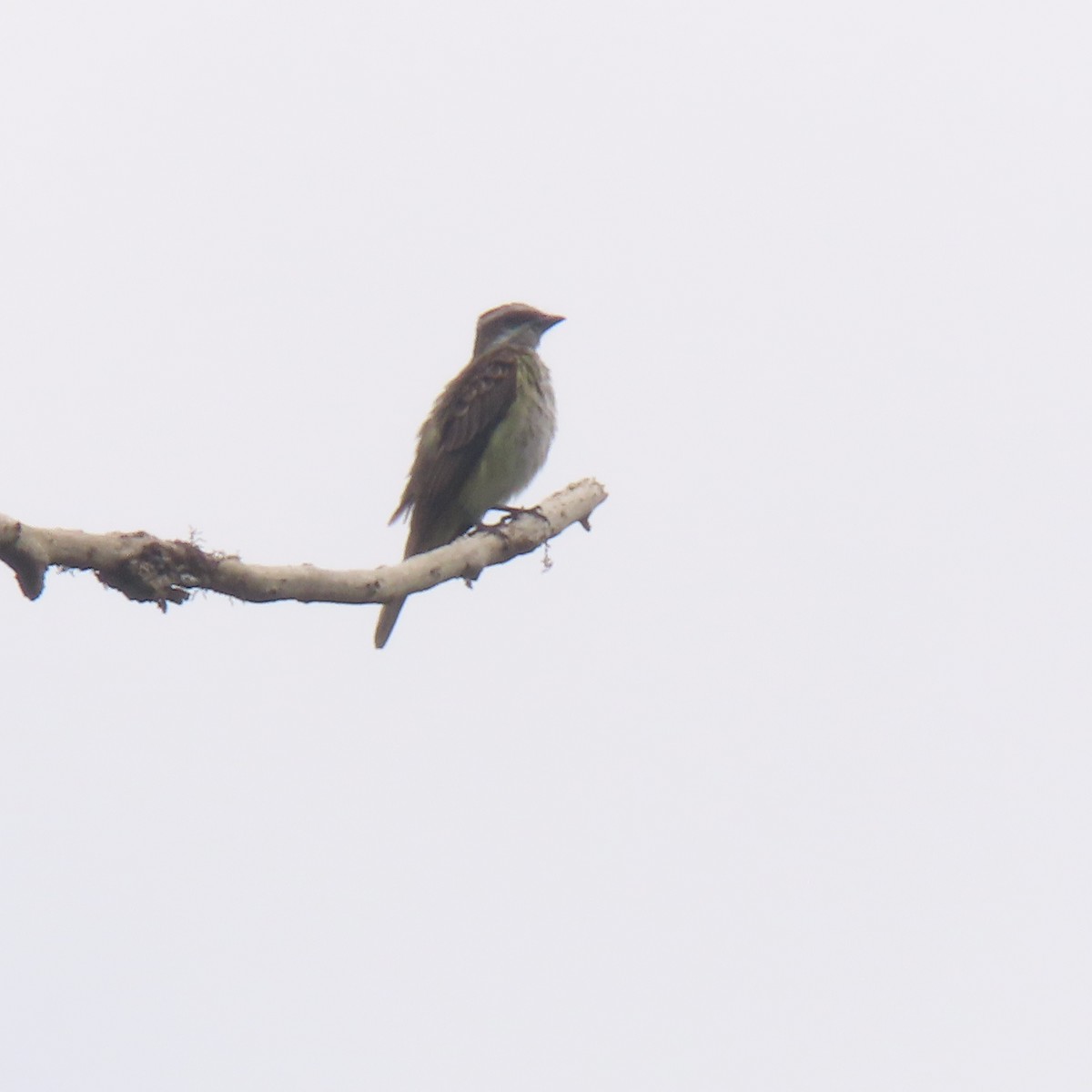 Piratic Flycatcher - ML613502285