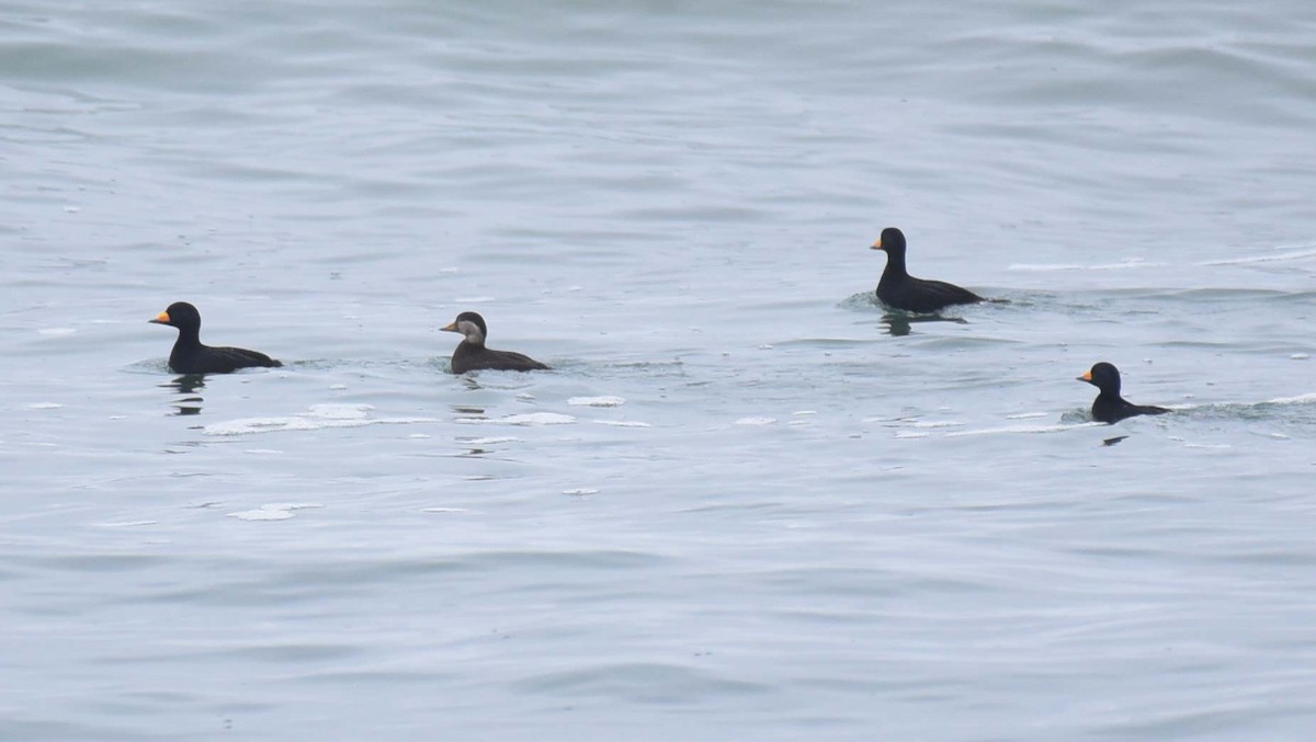 Black Scoter - Kathy Marche