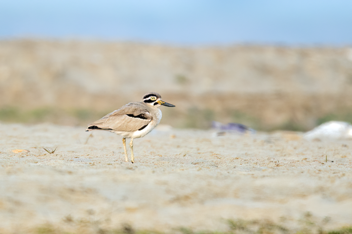 Great Thick-knee - Parmil Kumar