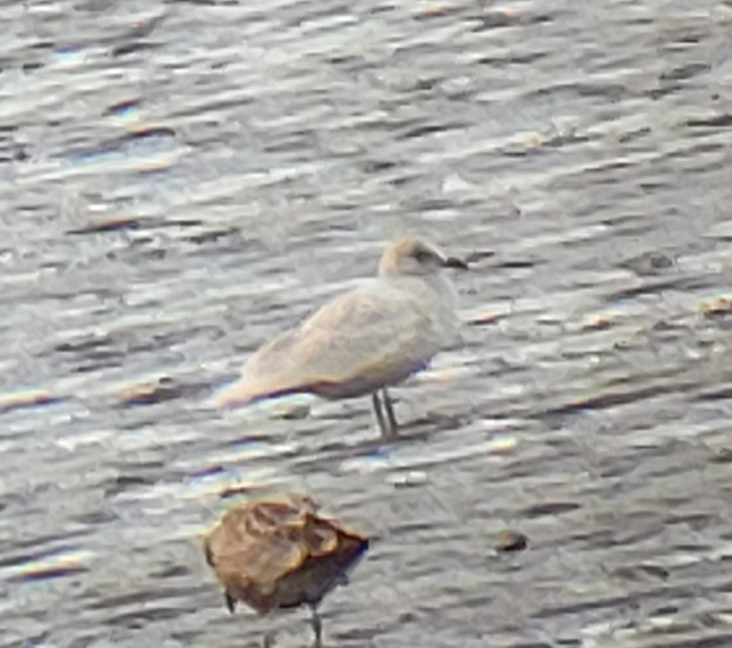 Gaviota Groenlandesa - ML613502414