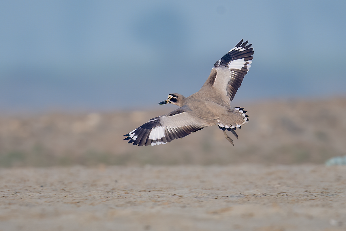 Great Thick-knee - Parmil Kumar