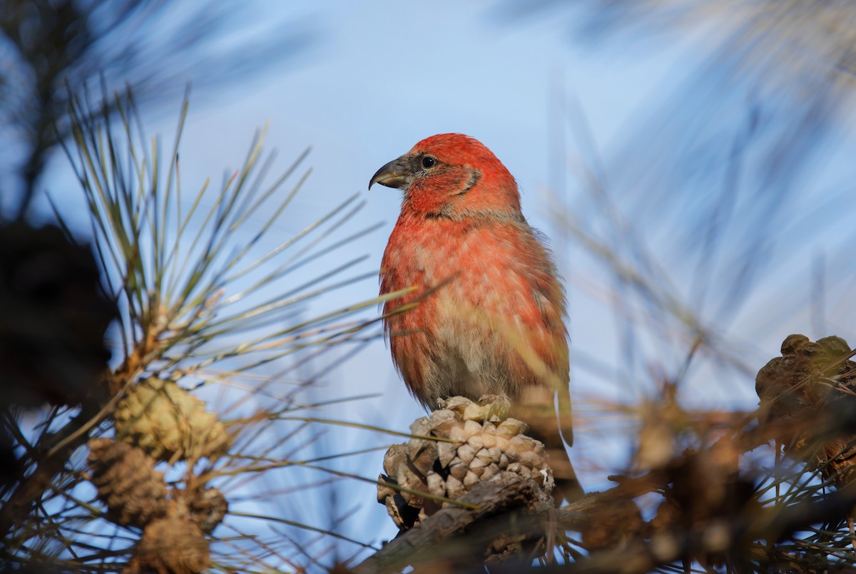 White-winged Crossbill - Hang Ye