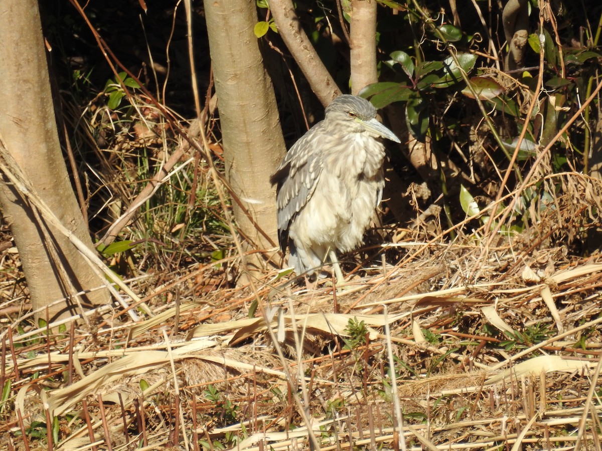 Black-crowned Night Heron - Akihiko Sakurai