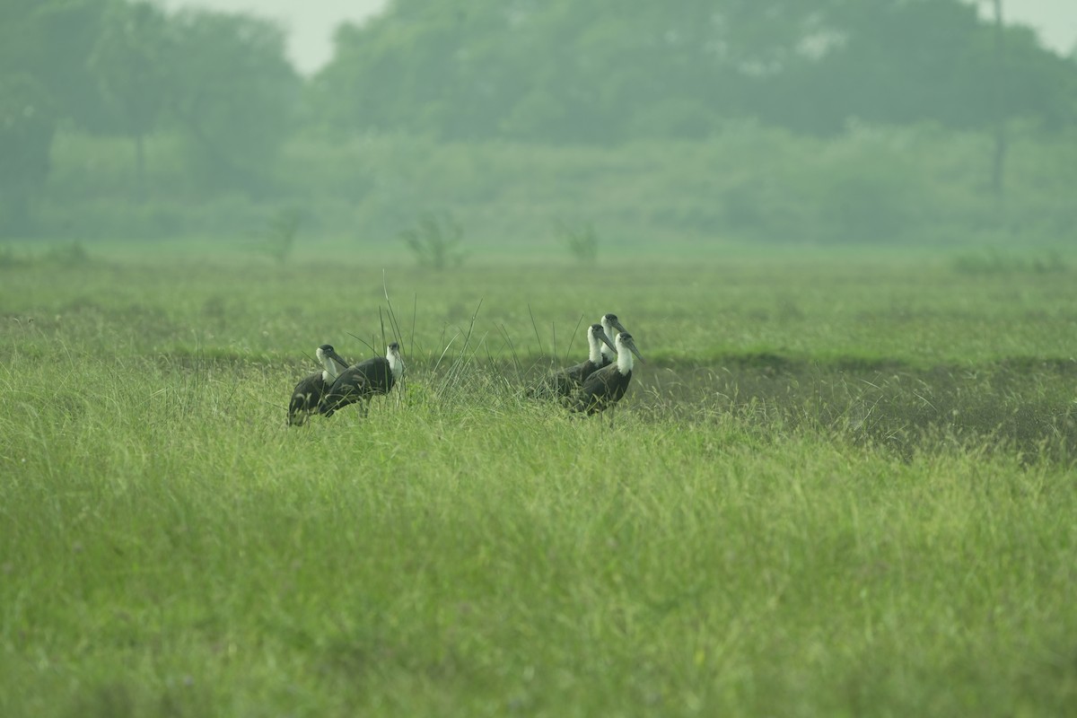 Asian Woolly-necked Stork - ML613502565