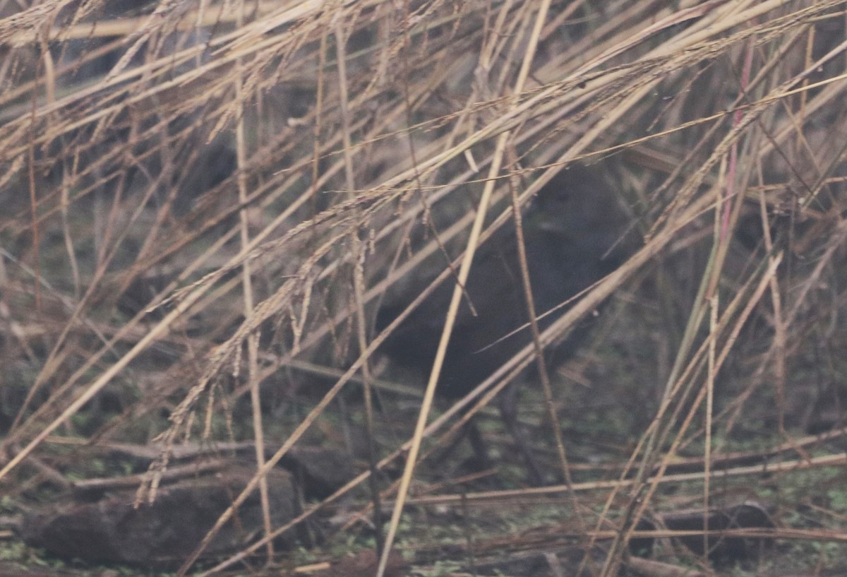 Brown Crake - ML613502568