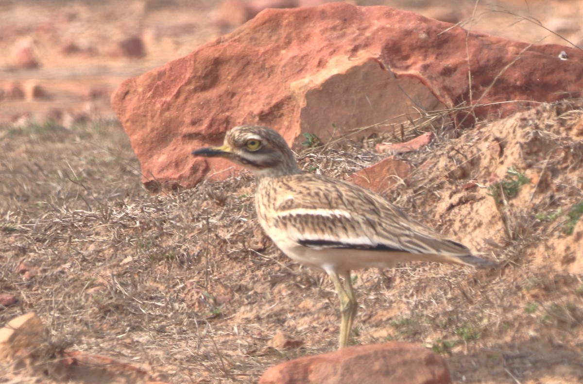 Indian Thick-knee - ML613502590