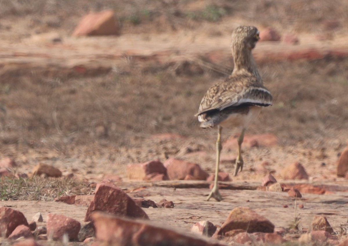 Indian Thick-knee - ML613502594