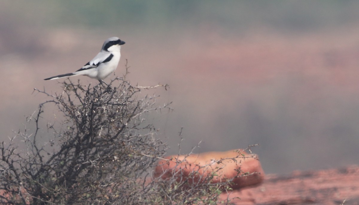 Great Gray Shrike (Indian) - ML613502618