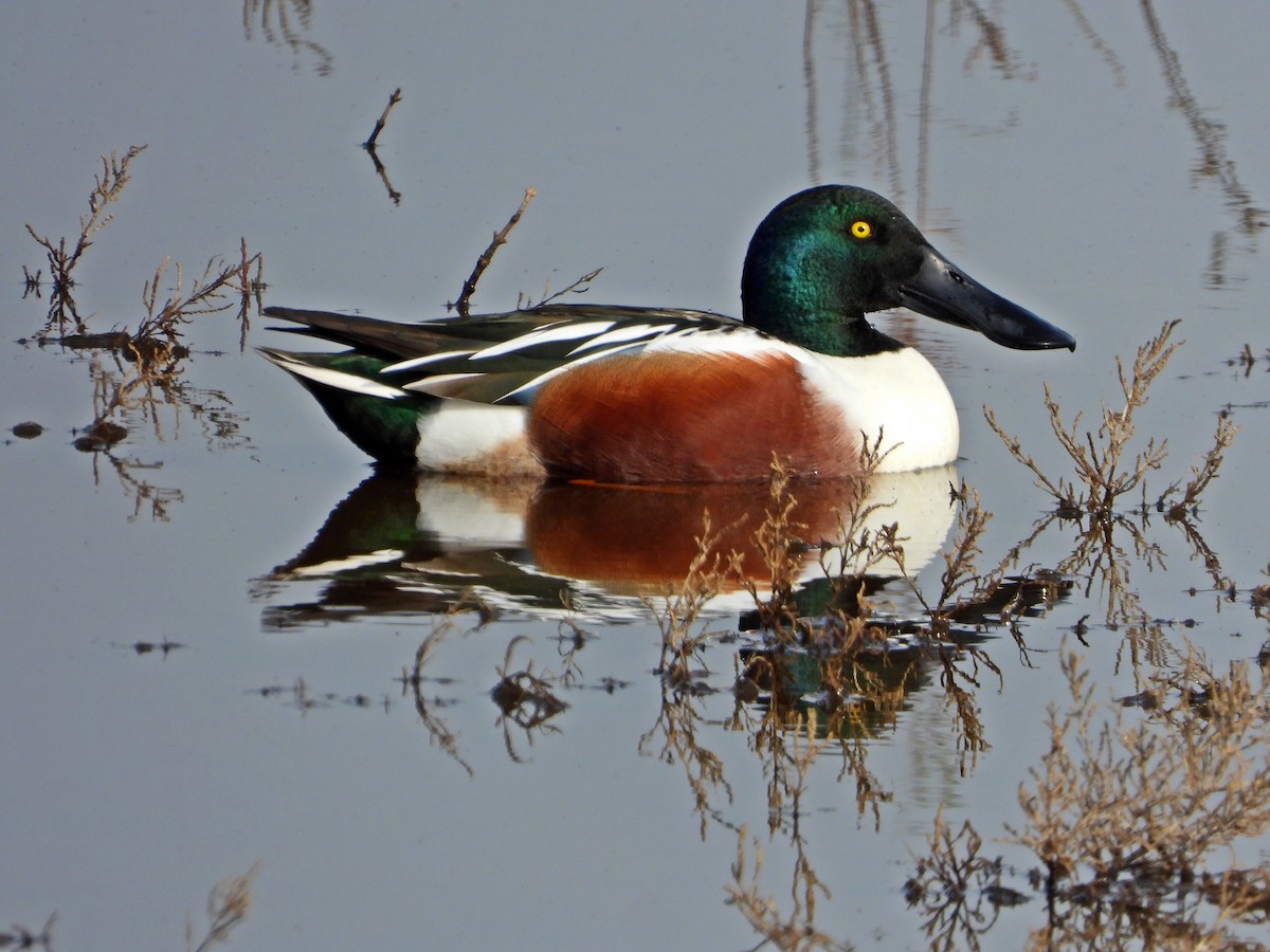 Northern Shoveler - ML613502652