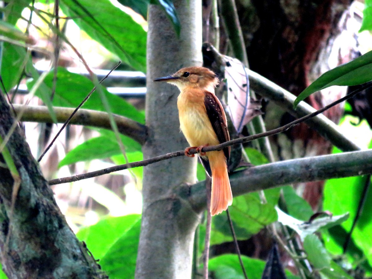 Tropical Royal Flycatcher (Pacific) - ML613502714