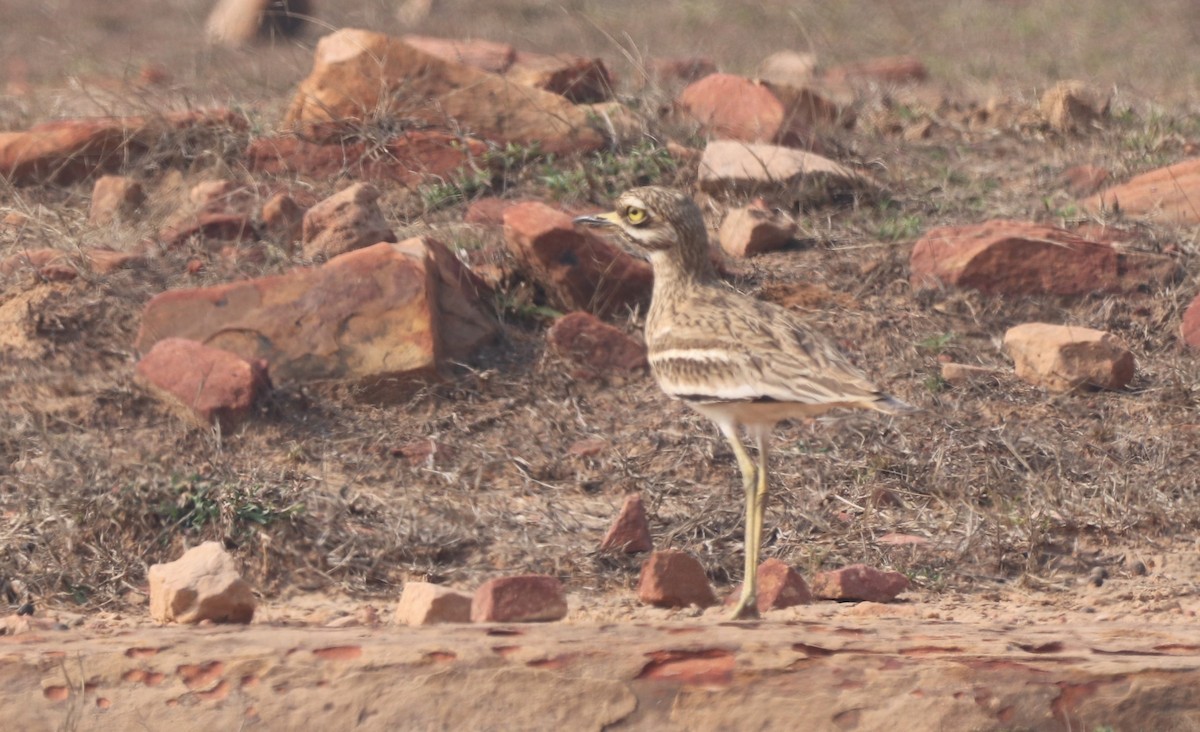 Indian Thick-knee - ML613502727