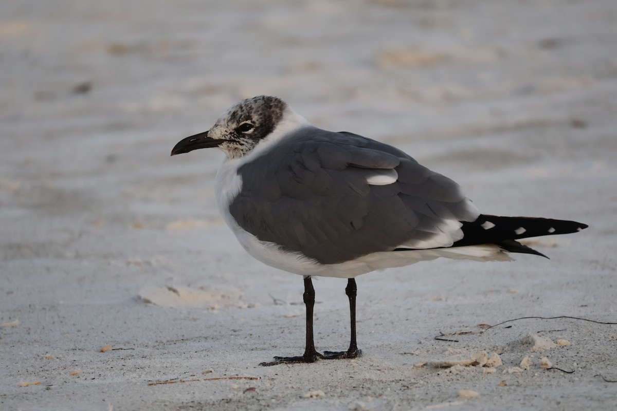 Laughing Gull - Sophie Deitch