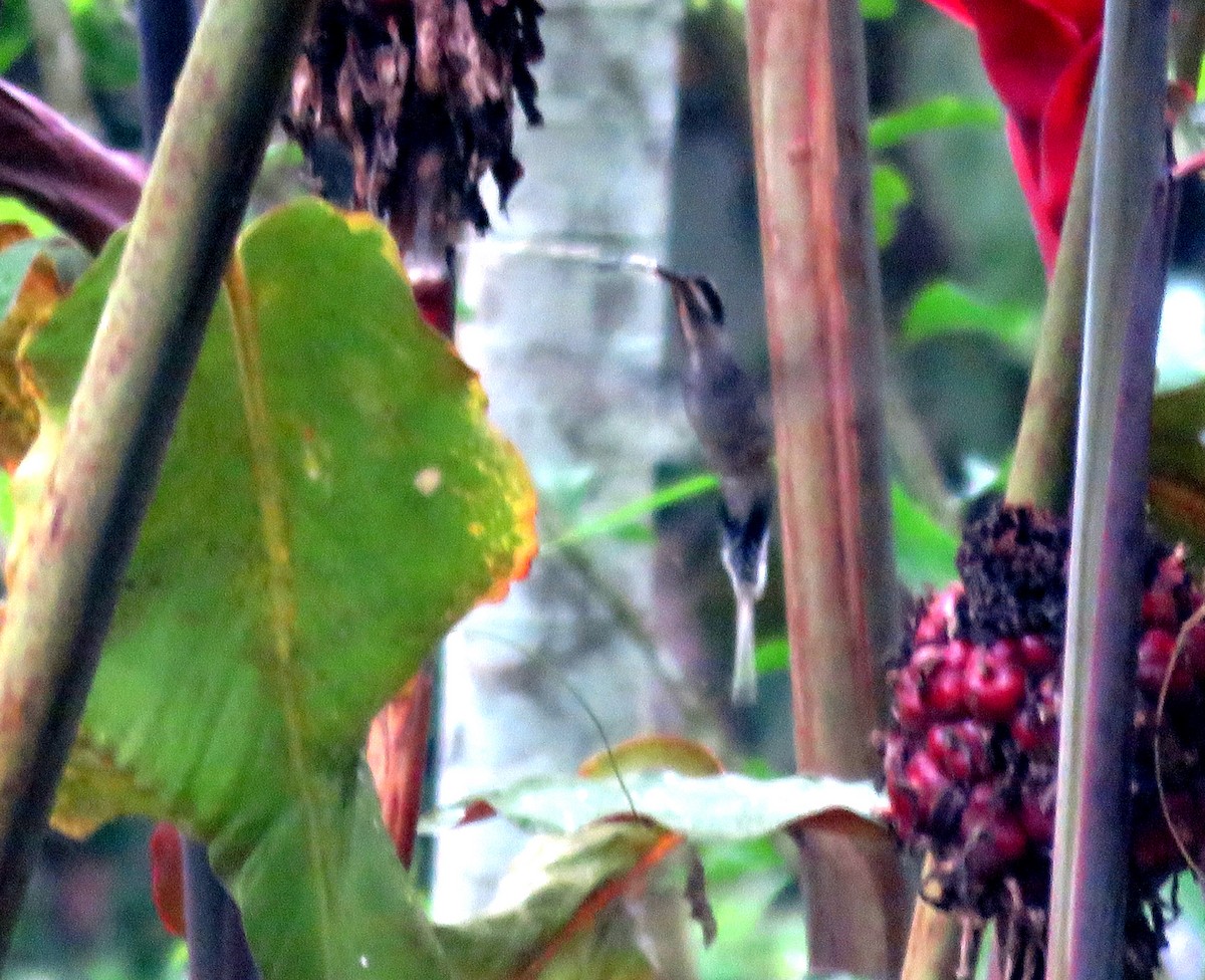 kolibřík tmavolící - ML613502743