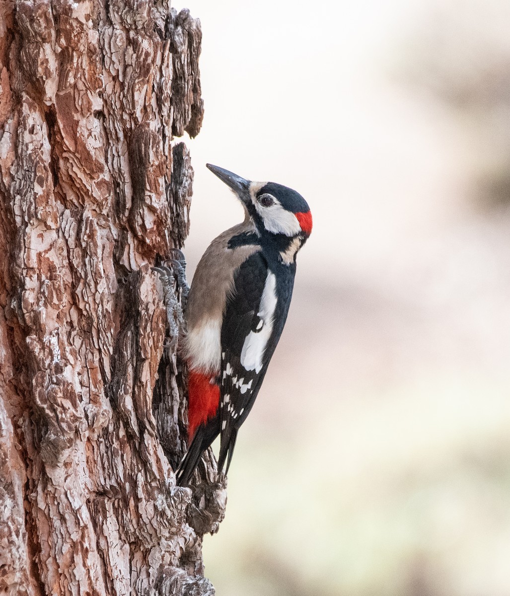 Great Spotted Woodpecker - ML613502816