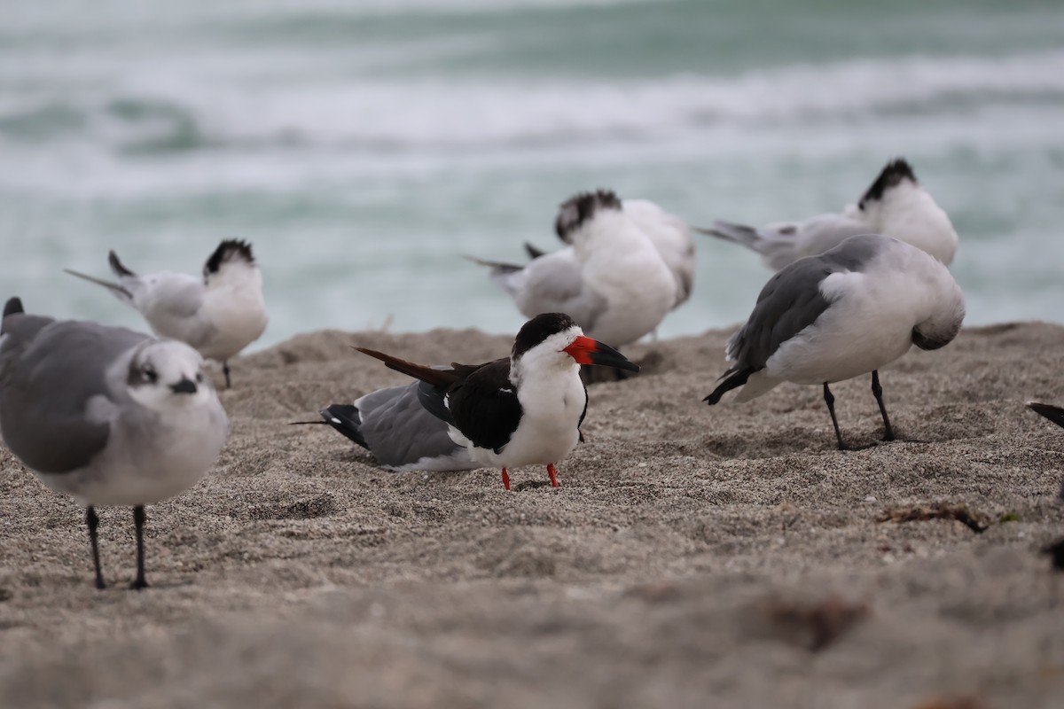 Black Skimmer - Sophie Deitch