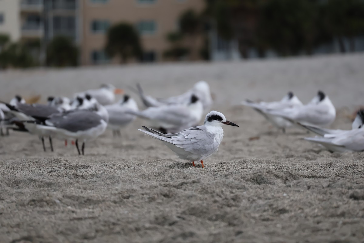 Forster's Tern - ML613502836