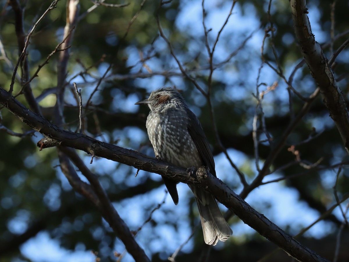 Brown-eared Bulbul - ML613502846