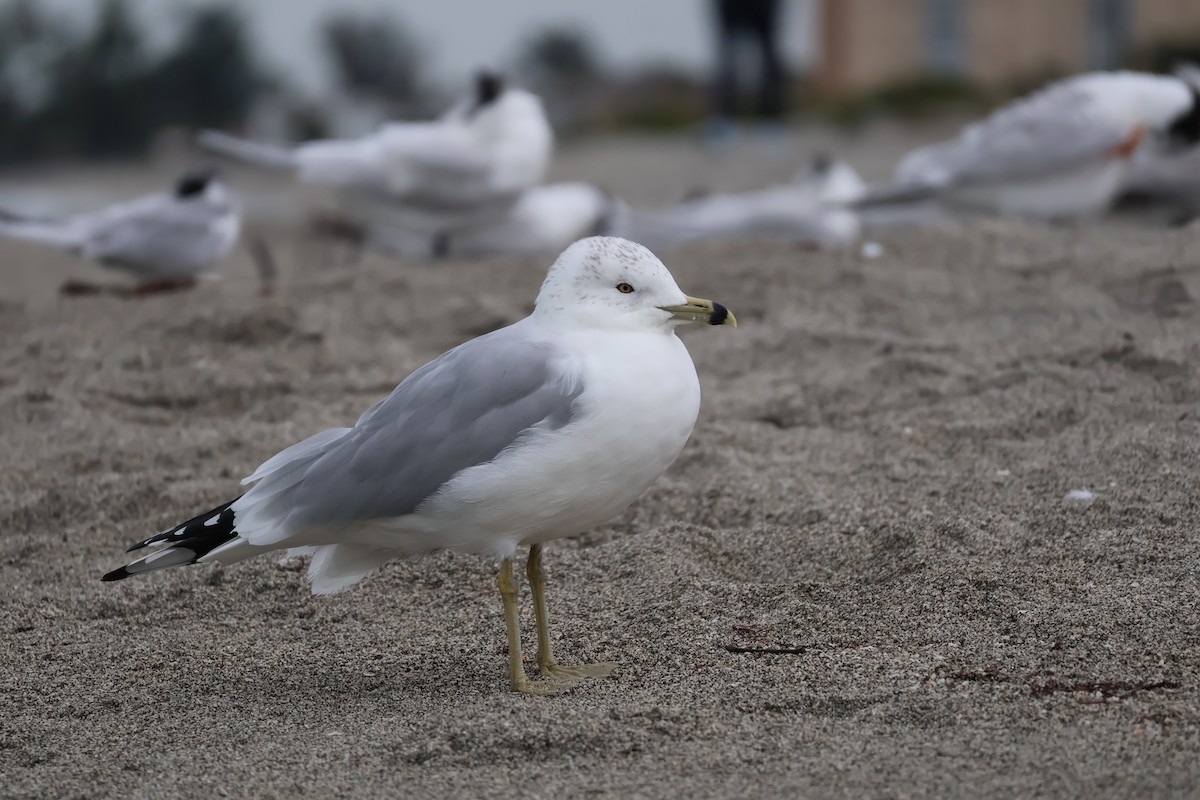 Ring-billed Gull - ML613502848