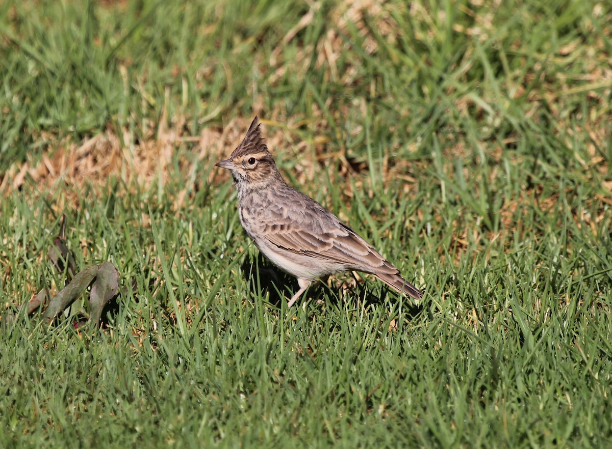 Cochevis de Thékla - ML613502851