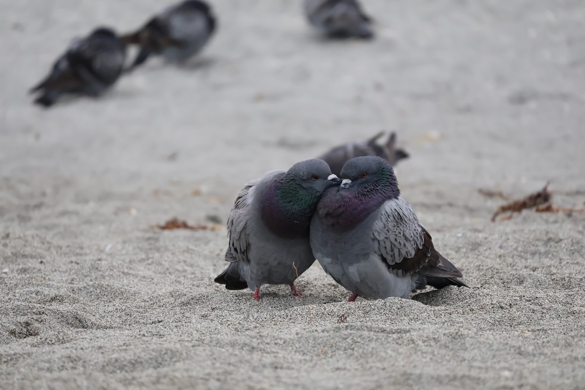 Rock Pigeon (Feral Pigeon) - ML613502857