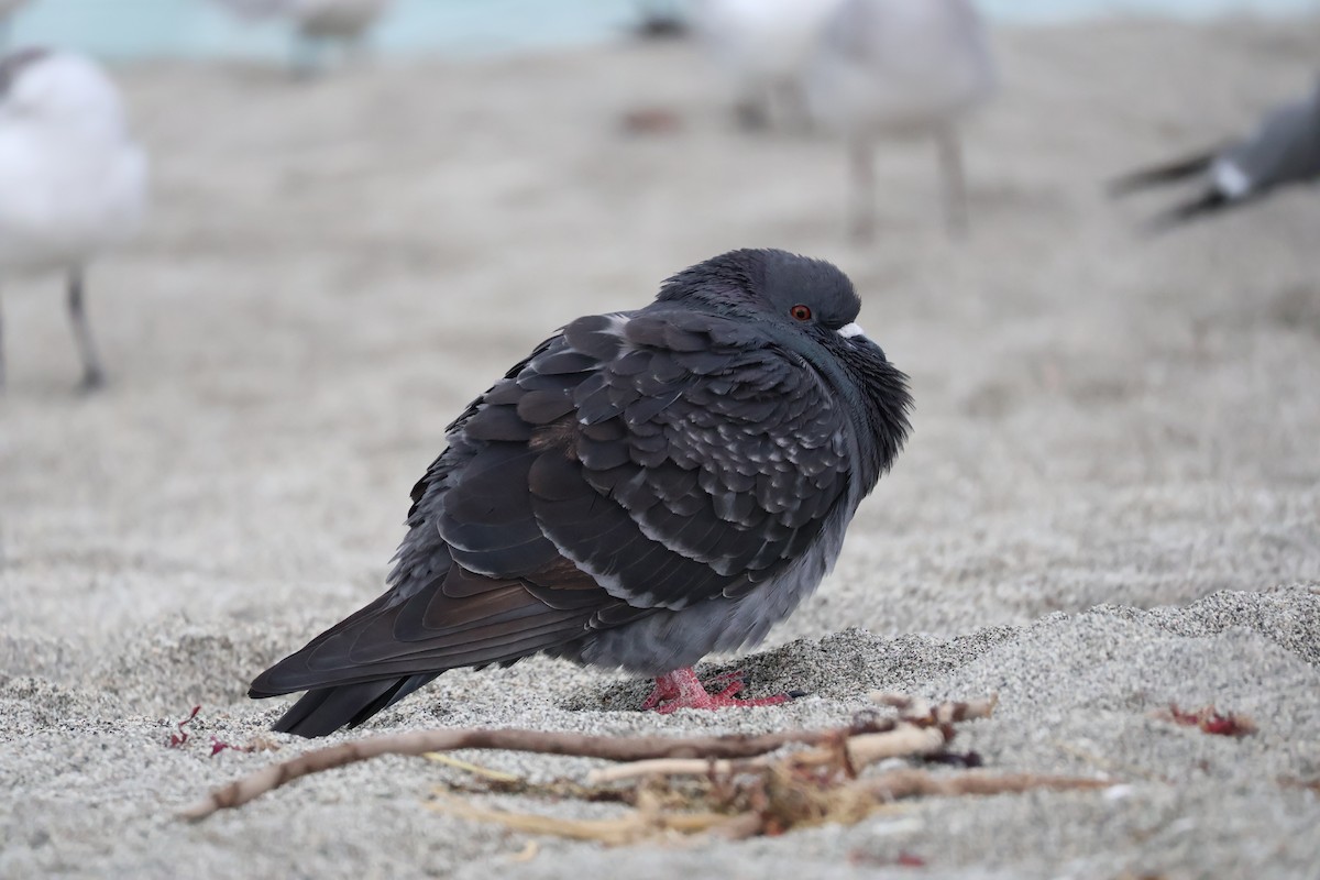 Rock Pigeon (Feral Pigeon) - ML613502858