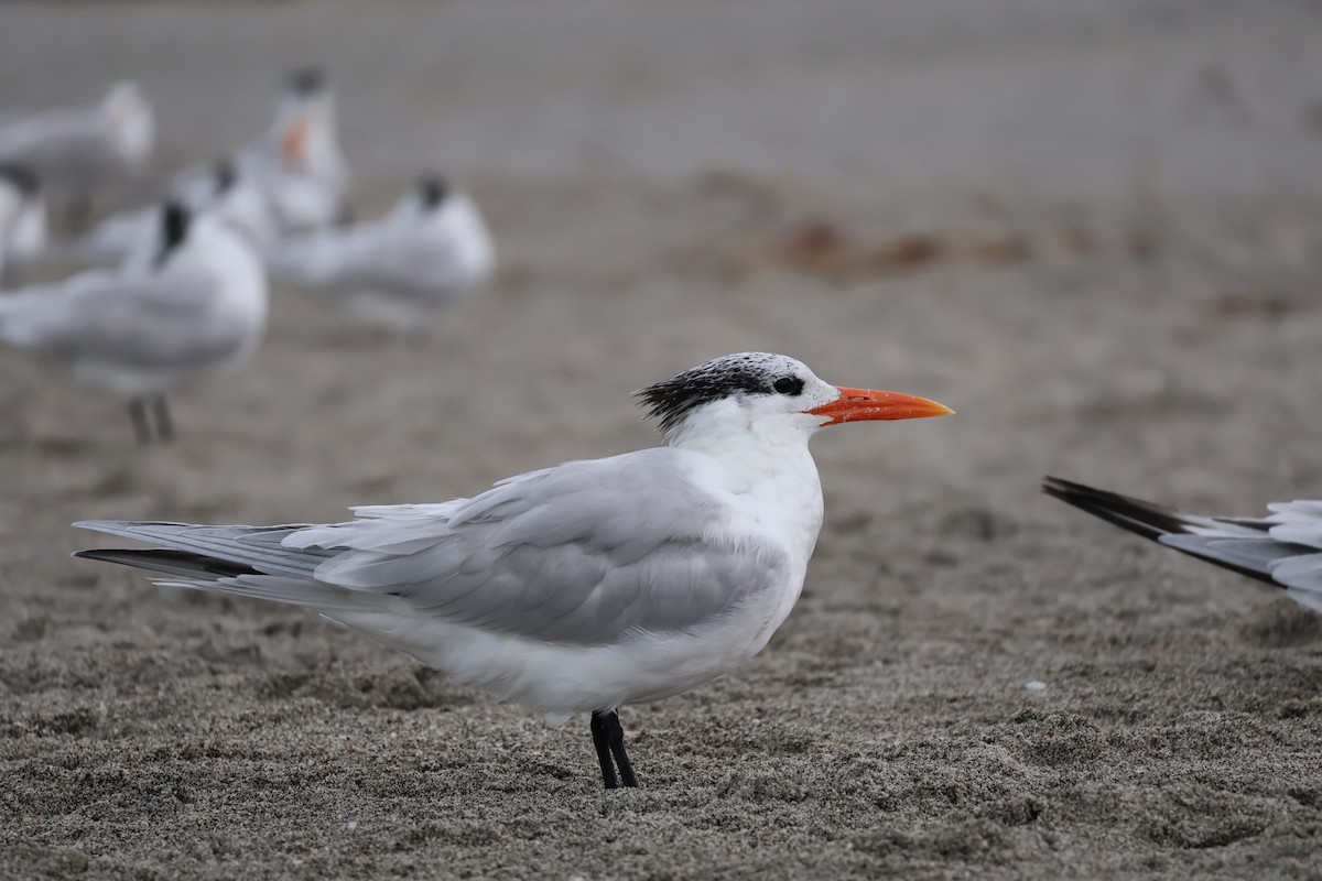 Royal Tern - ML613502871