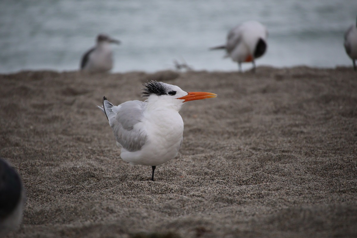 Royal Tern - ML613502872