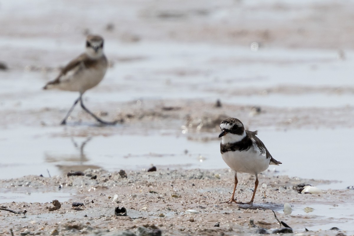 Common Ringed Plover - ML613502899