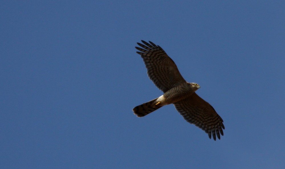 Eurasian Sparrowhawk - ML613502906