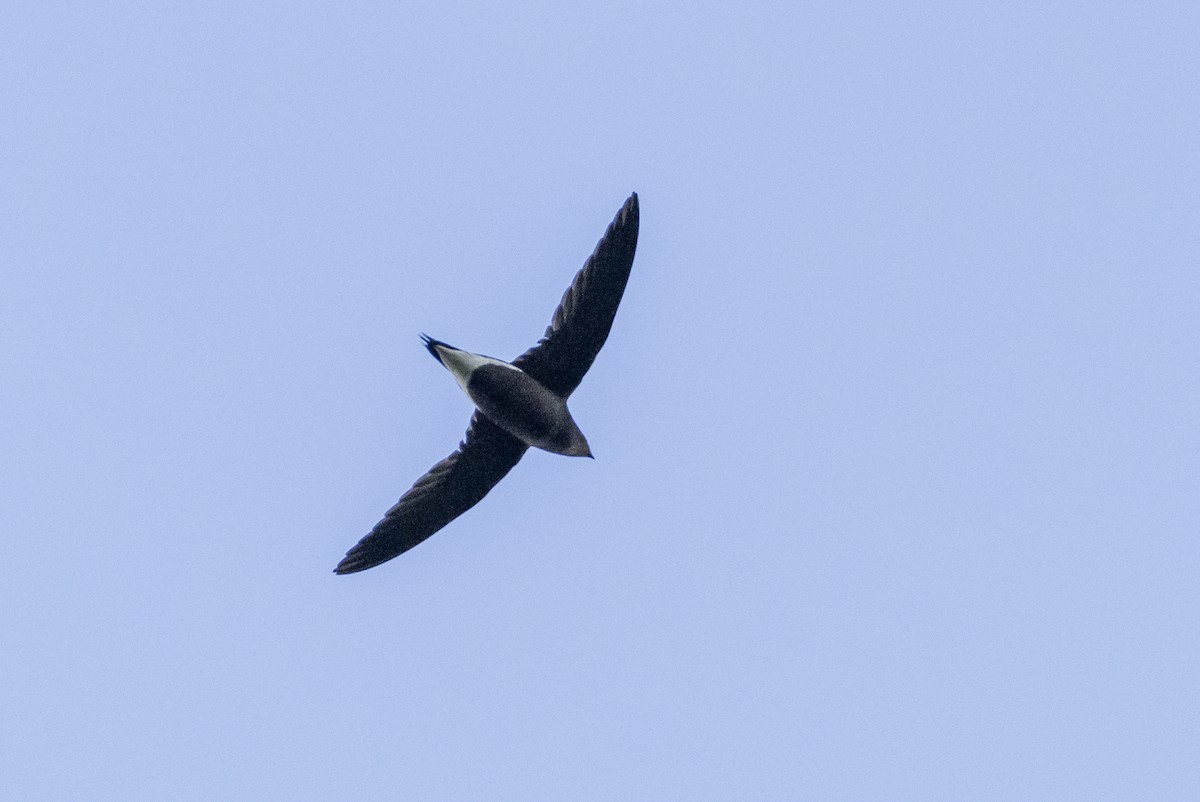 Brown-backed Needletail - ML613502950
