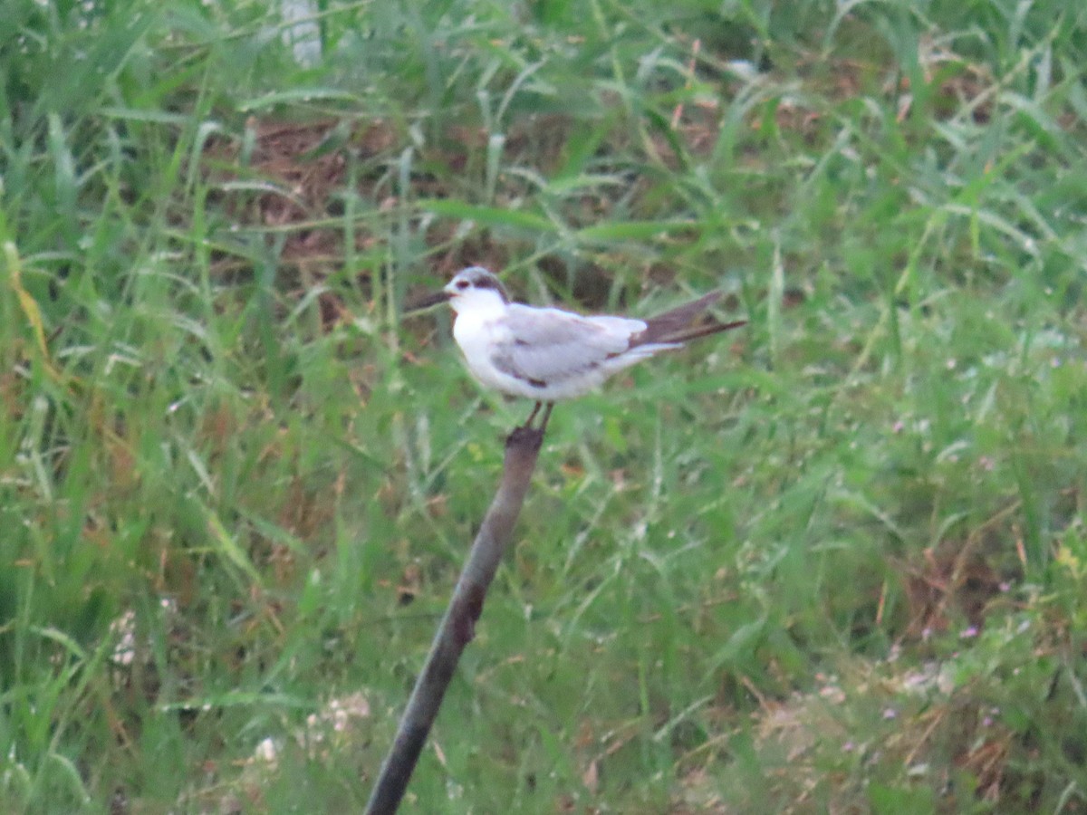 Whiskered Tern - ML613503107