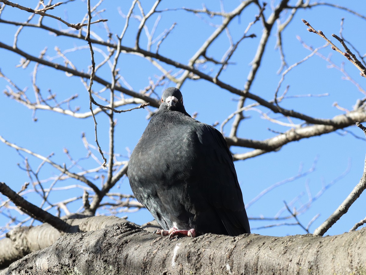 Rock Pigeon (Feral Pigeon) - ML613503125