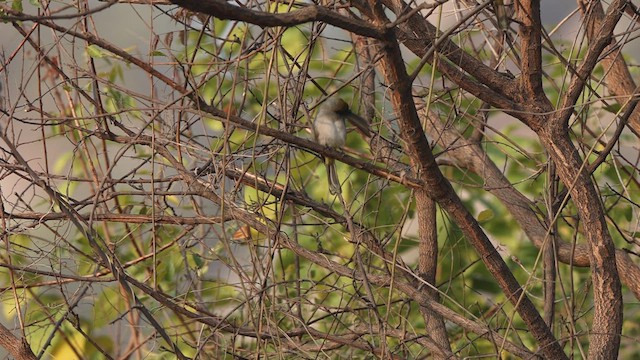 Bulbul à menton jaune - ML613503169