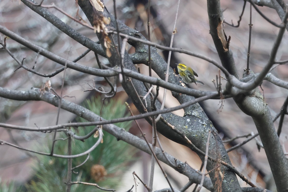 Townsend's Warbler - ML613503183