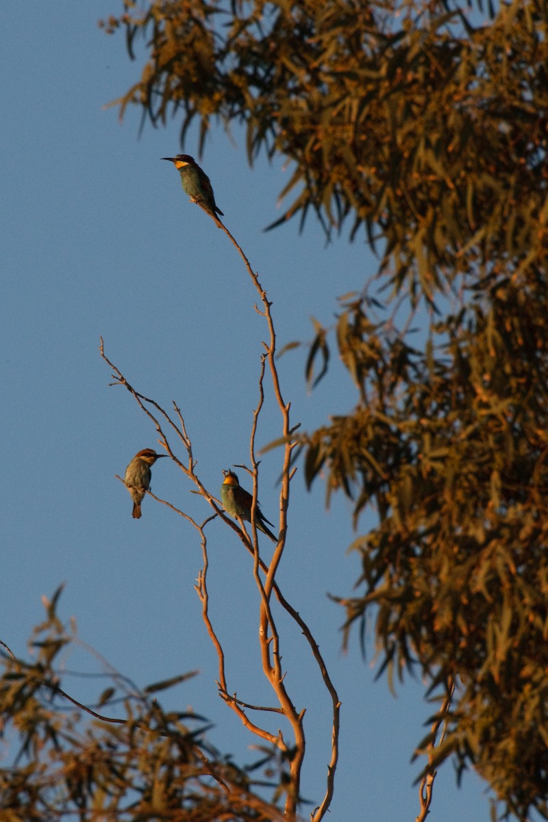 European Bee-eater - Anonymous