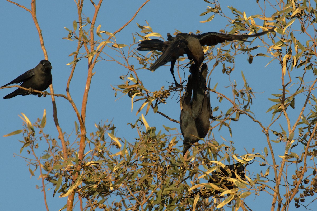 House Crow - ML613503213