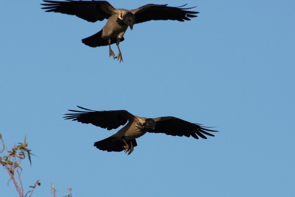 Hooded Crow - ML613503222