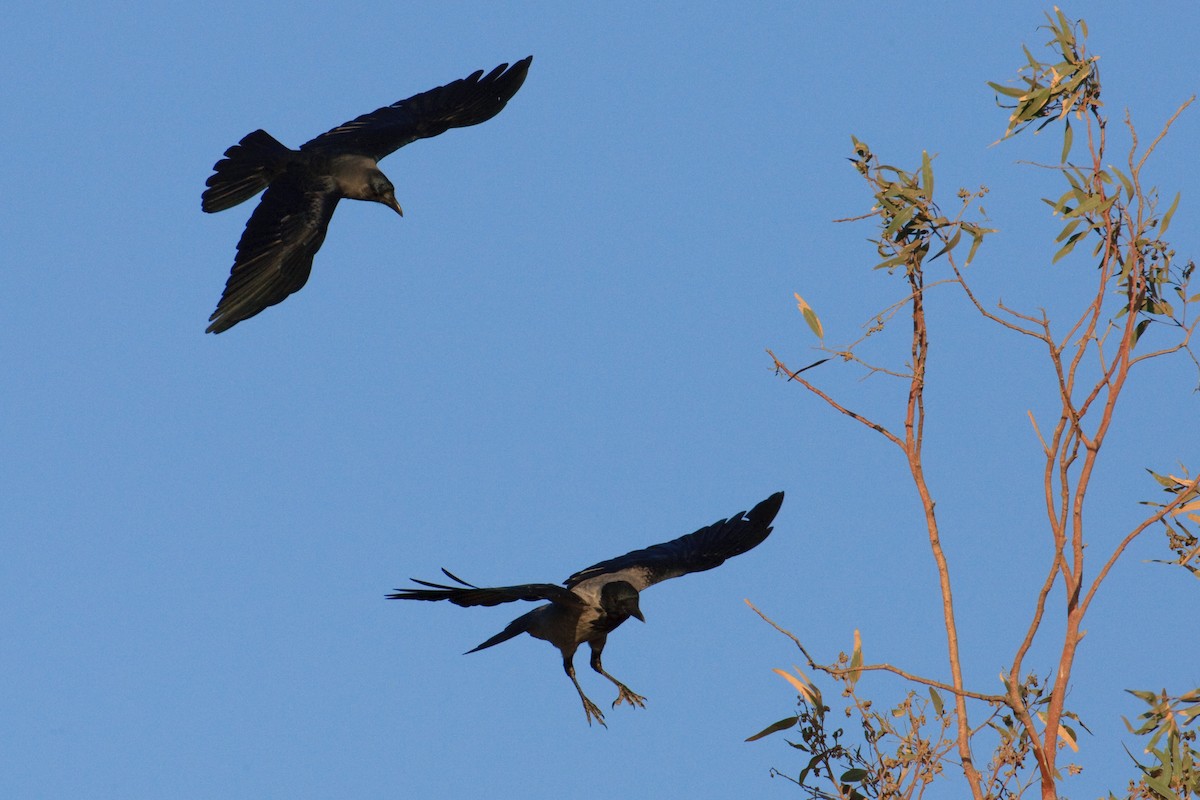 Hooded Crow - ML613503226