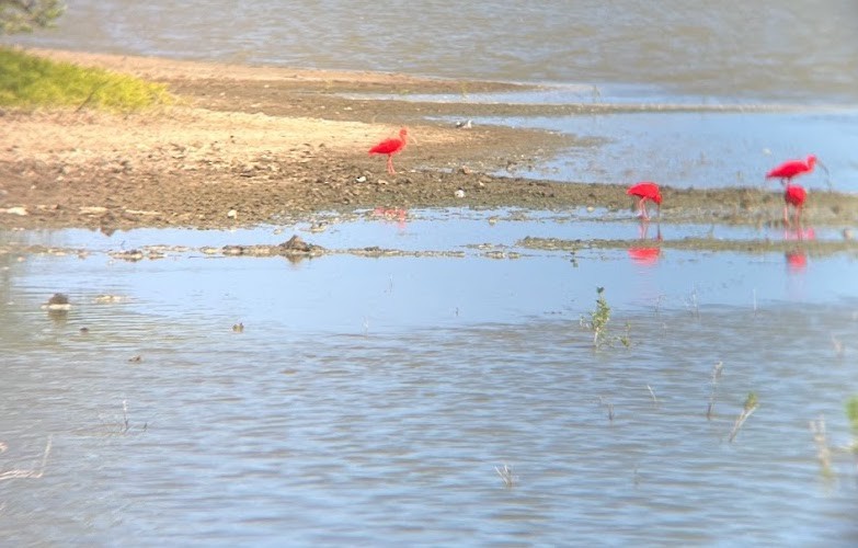 Scarlet Ibis - ML613503243