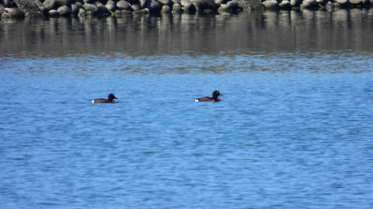 Baer's Pochard - ML613503266