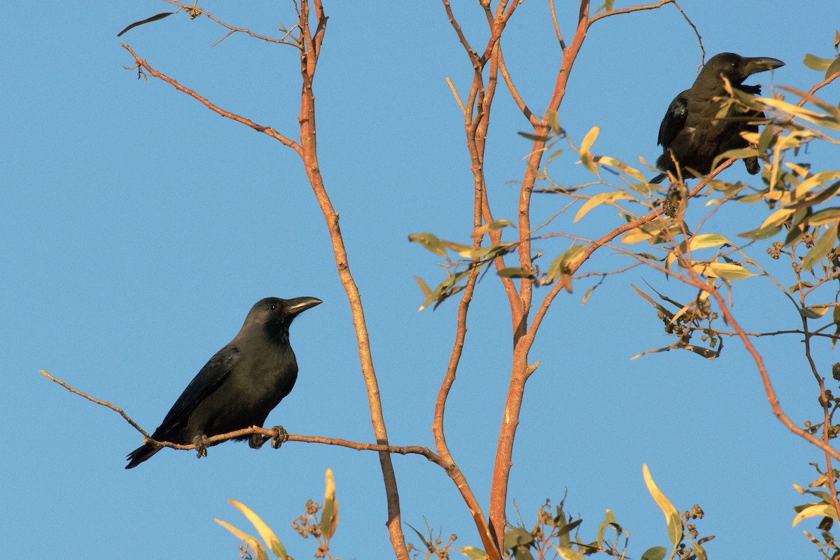 Corbeau familier - ML613503268