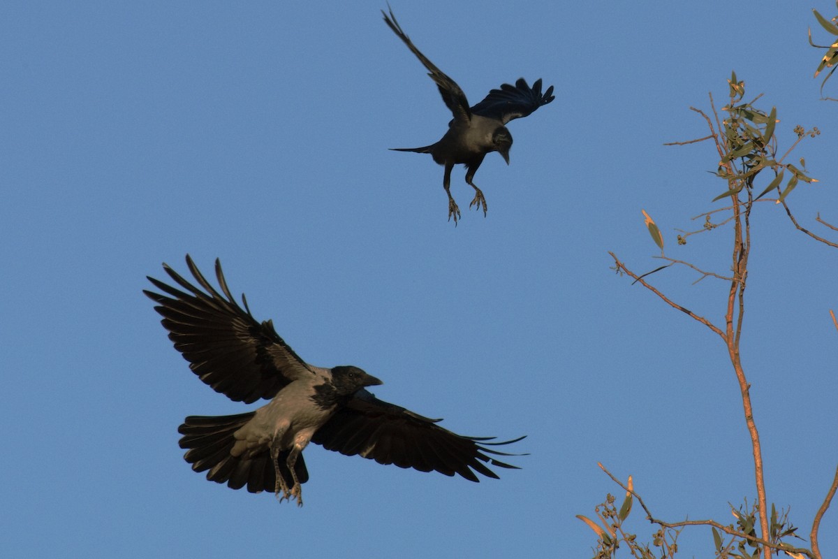 Hooded Crow - Anonymous