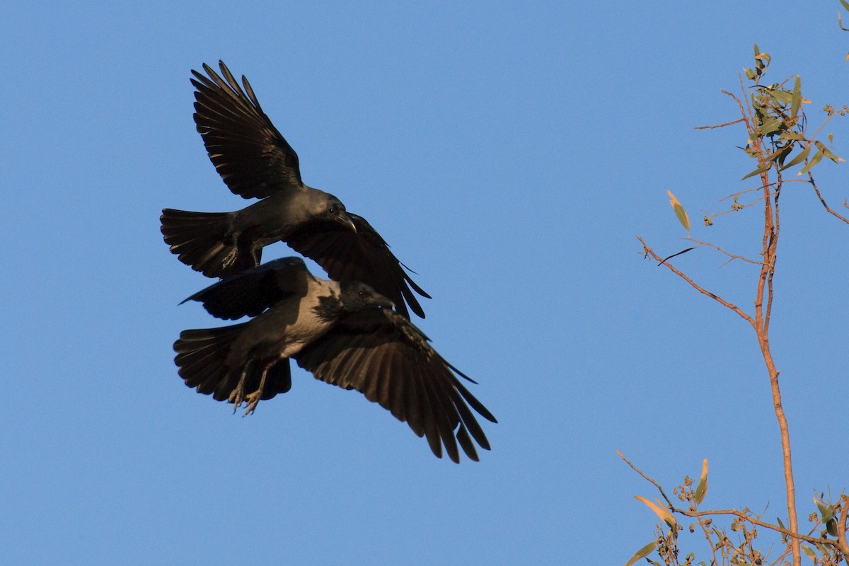 Hooded Crow - ML613503276