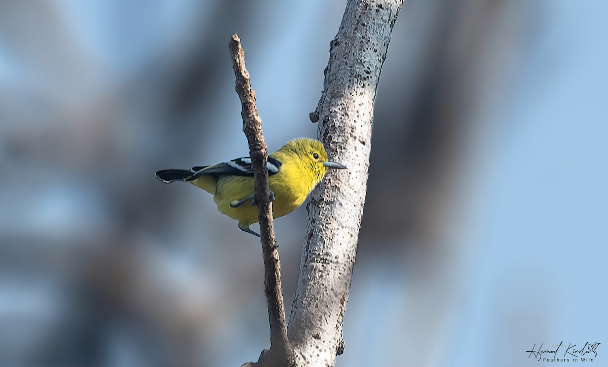 Common Iora - ML613503277