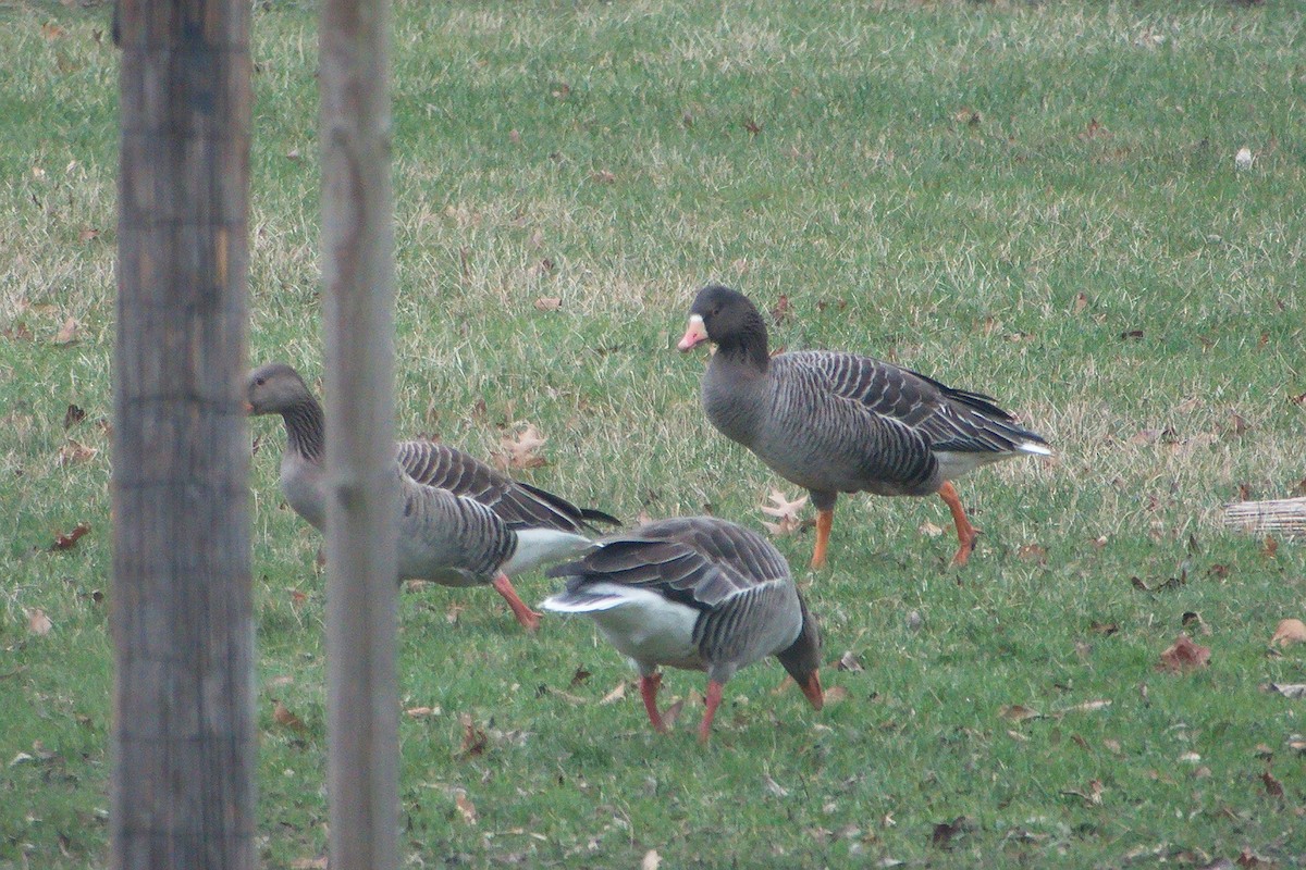Greater White-fronted Goose - ML613503282
