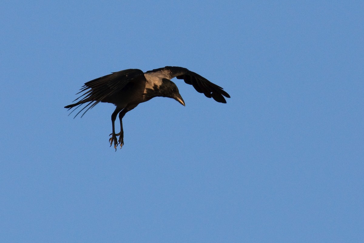 Hooded Crow - ML613503284