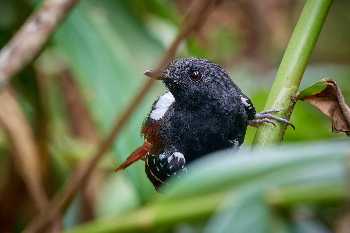 Chestnut-tailed Antbird - ML613503324