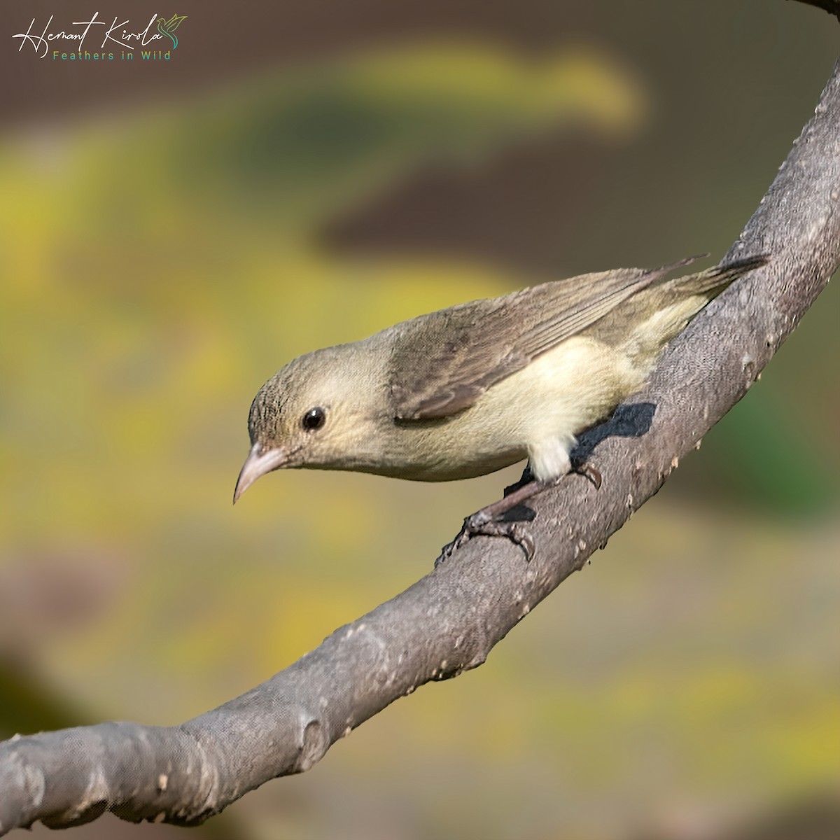 Pale-billed Flowerpecker - ML613503337