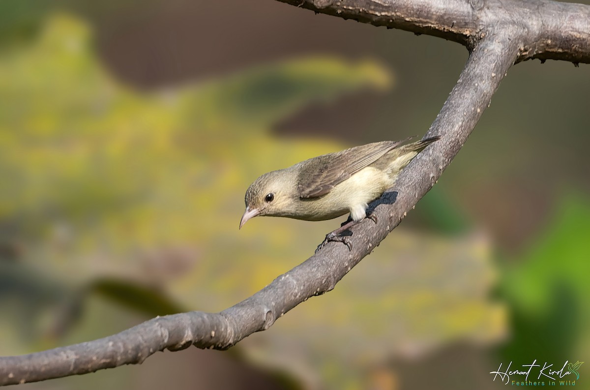 Pale-billed Flowerpecker - ML613503338