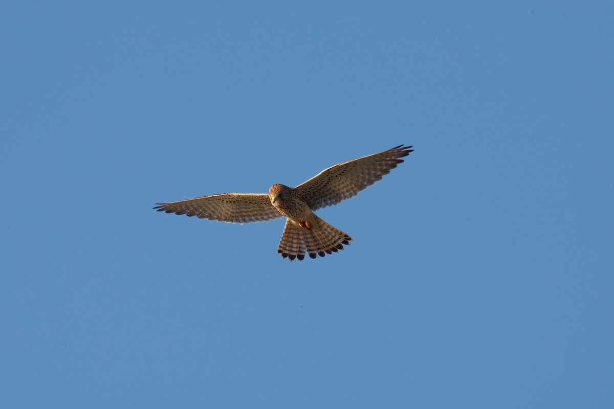 Eurasian Kestrel - ML613503343